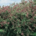 Indigofera gerardiana